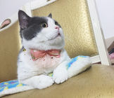 Collare di lusso del gatto della cravatta a farfalla del pizzo, dimensione unica 10cm della decorazione dei collari dell'animale domestico fornitore