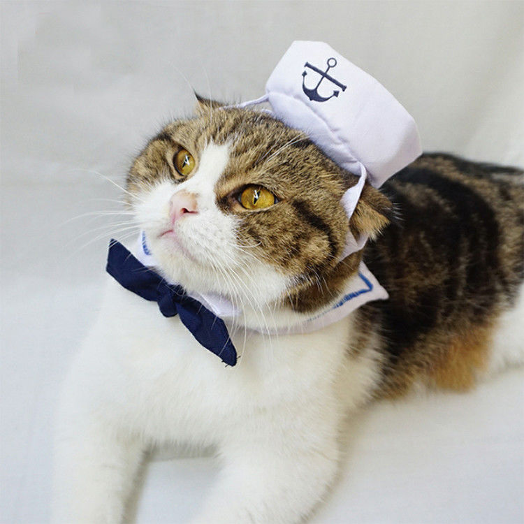 Gatti stabiliti della marina che indossano alla moda amabile dei vestiti qualsiasi logo disponibile fornitore